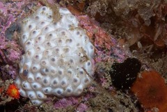 Afrocominella capensis simoniana