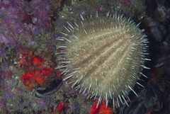 Echinus gilchristi