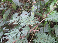 Senegalia nitidifolia