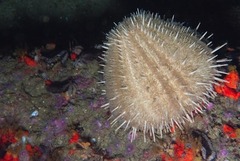 Echinus gilchristi