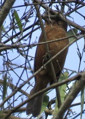 Cyanoloxia brissonii