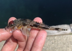 Chitonotus pugetensis