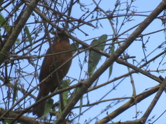 Cyanoloxia brissonii