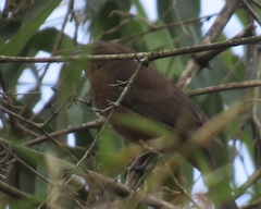 Cyanoloxia brissonii