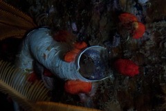 Chalaroderma ocellata