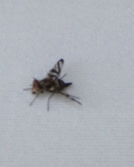 Otitinae