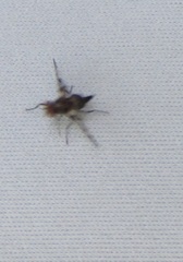 Otitinae