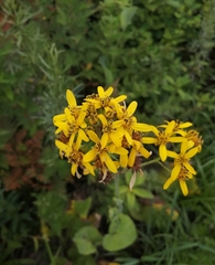 Ligularia schmidtii