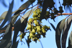 Eucalyptus torquata