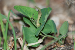 Aristolochia paucinervis