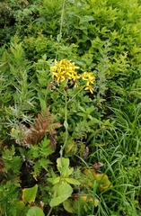 Ligularia schmidtii