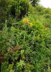 Ligularia schmidtii