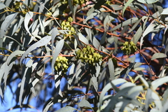 Eucalyptus torquata