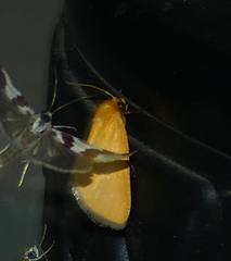 Eulithosia composita