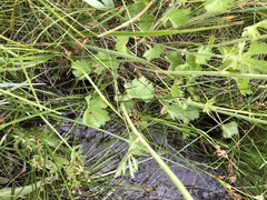 Sidalcea oregana spicata