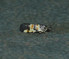Spragueia funeralis
