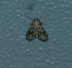 Petrophila avernalis