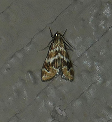 Petrophila avernalis