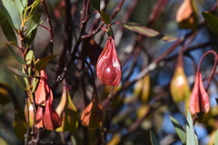 Eucalyptus forrestiana