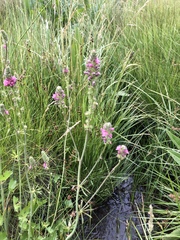Sidalcea oregana spicata