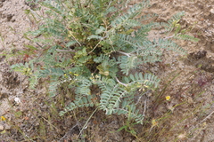 Astragalus lentiginosus nigricalycis