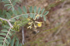 Astragalus lentiginosus nigricalycis