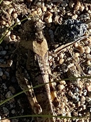 Bryodemella