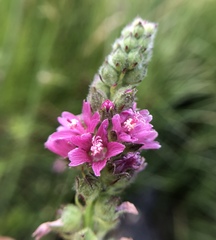 Sidalcea oregana spicata