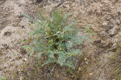 Astragalus lentiginosus nigricalycis