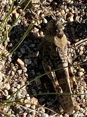 Bryodemella