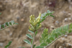 Astragalus lentiginosus nigricalycis