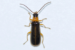 Rhagonycha mollis