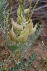 Astragalus lentiginosus nigricalycis