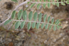 Astragalus lentiginosus nigricalycis