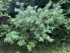 Zanthoxylum schinifolium