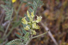 Astragalus lentiginosus nigricalycis
