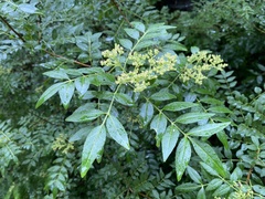 Zanthoxylum schinifolium