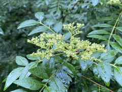 Zanthoxylum schinifolium