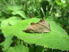 Calyptra thalictri