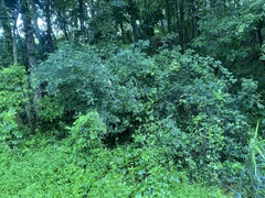 Zanthoxylum schinifolium