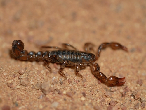 Superstition Mountains Scorpion photo 5