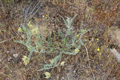 Astragalus lentiginosus nigricalycis