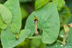 Aristolochia paucinervis