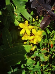 Hypericum monogynum