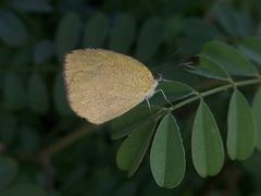 Eurema laeta