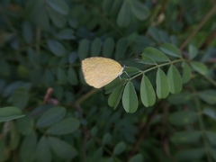 Eurema laeta