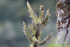 Tillandsia kalmbacheri