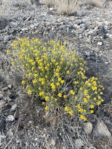Image of Laphamia stansburyi by (c) Matt Berger, some rights reserved (CC BY)