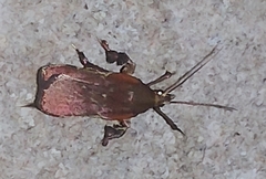 Galasa nigrinodis