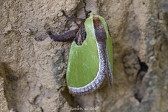 Melinaria pseudorepanda